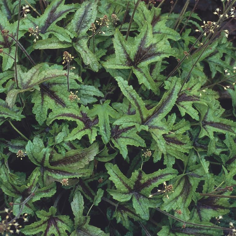 Heucherella ‘Kimono’ – Complete Growing Guide
