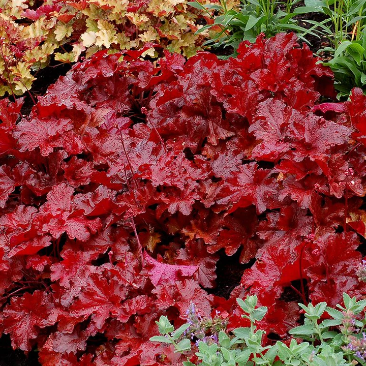 Heuchera Plug Plants UK – Growing Guide, Care Tips & Best Varieties