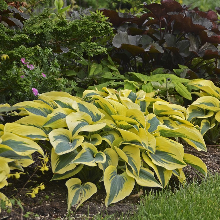 🌿 Hosta Plug Plants – Reliable Foliage for Shaded UK Gardens