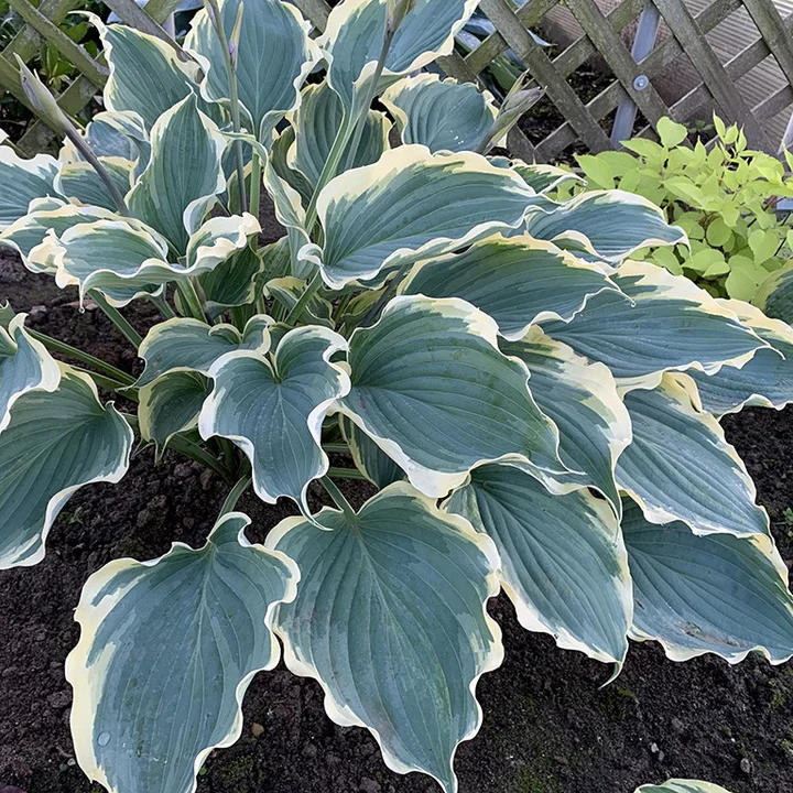 Hostas for Shade: The Best Varieties for Lush, Easy Garden Borders