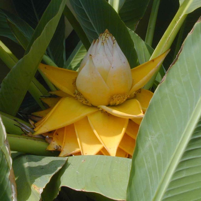 Musella Plug Plants – Growing Hardy Banana Plants in UK Gardens