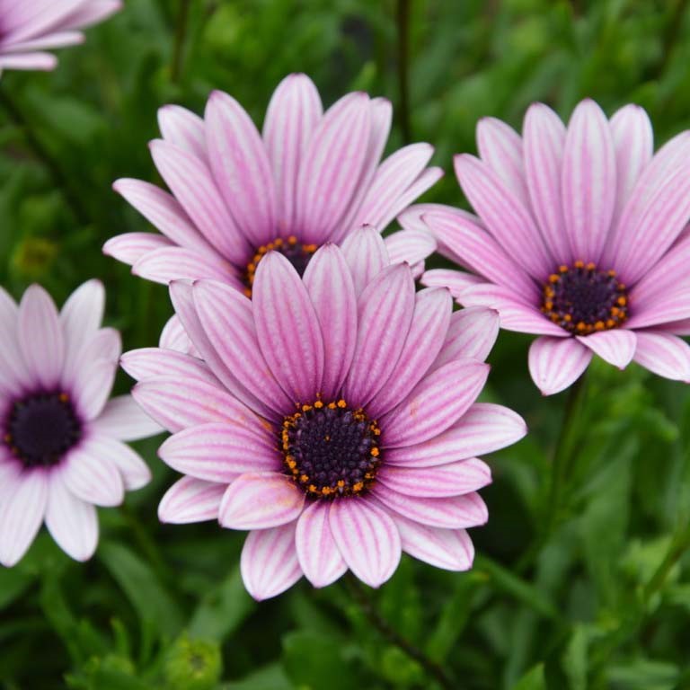 Osteospermum ‘Sennen Sunrise’ – How to Grow Guide