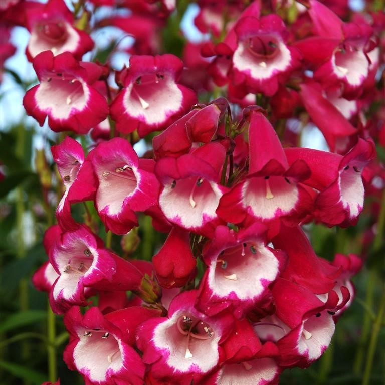 Penstemon Plug Plants: Long‑Flowering Colour for Borders & Containers