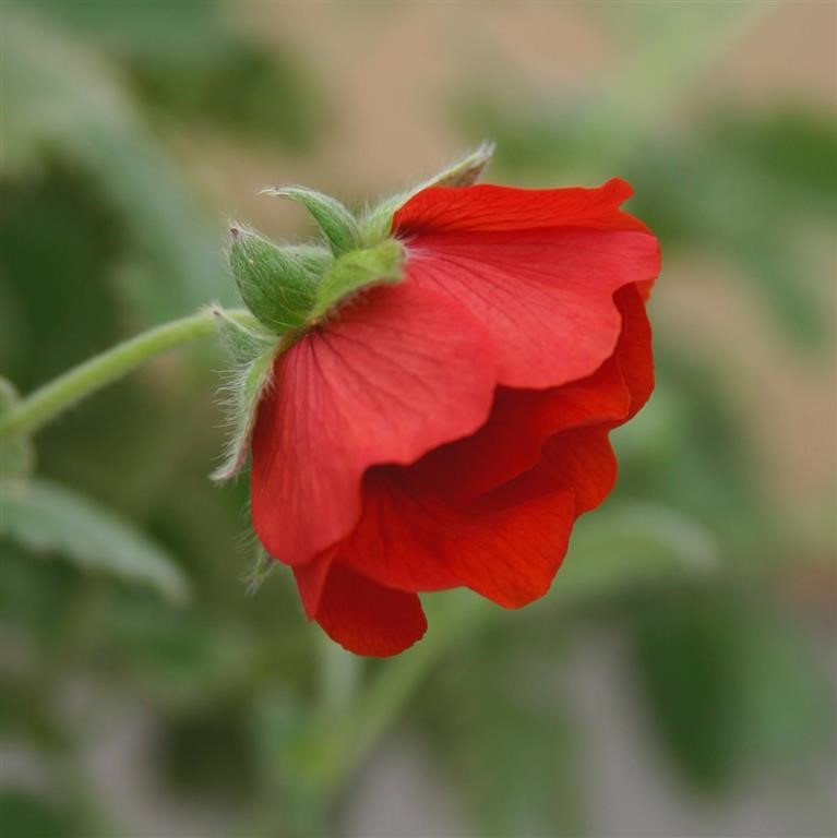 Potentilla: The Ultimate UK Guide to Planting, Pruning & Growing Shrubby Cinquefoil