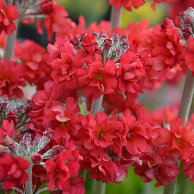 The Ultimate Guide to Primulas & Candelabra Primulas (2026)