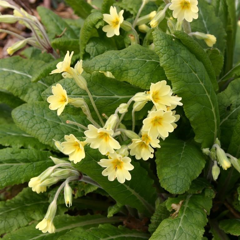 Primula elatior — The True Oxlip for Cool, Moist, Woodland Borders