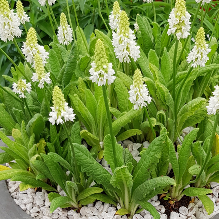 Primulas We Grow & Sell at Dartana Plants — The Complete 2026 Guide