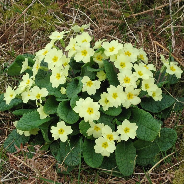Primula vulgaris (Common Primrose) – A Classic Native Spring Favourite