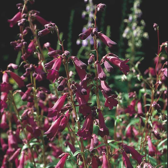 Penstemon ‘Blackbird’ Hardy Perennial for UK Gardens