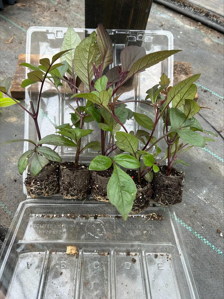 📦 Plug Plants by Post: Delivery Guide for UK Gardeners