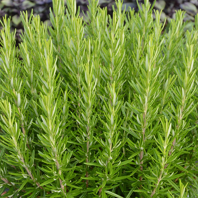 Rosmarinus officinalis ‘Proper Job!’ (Rosemary): A Reliable, Flavour‑Packed Classic for UK Gardens