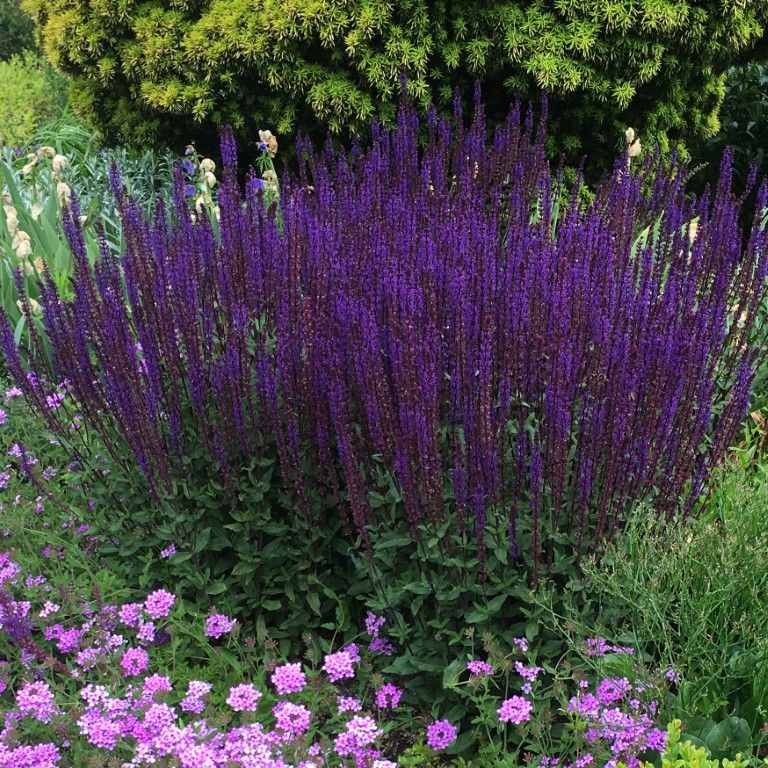 Salvia nemorosa ‘Caradonna’: Architectural Colour and Pollinator Power for UK Gardens