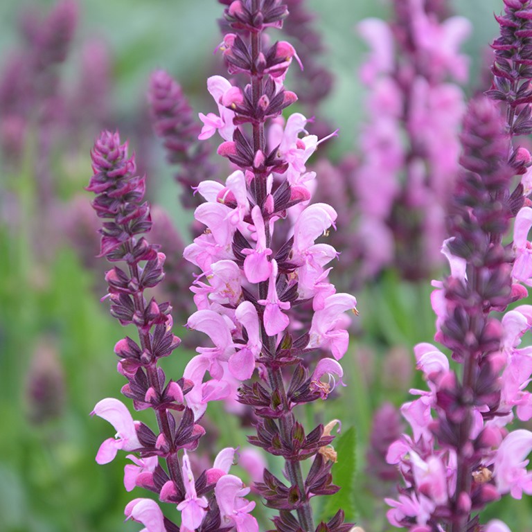 Salvias for Small Spaces: The Ultimate Guide to Patio, Balcony & Courtyard Colour