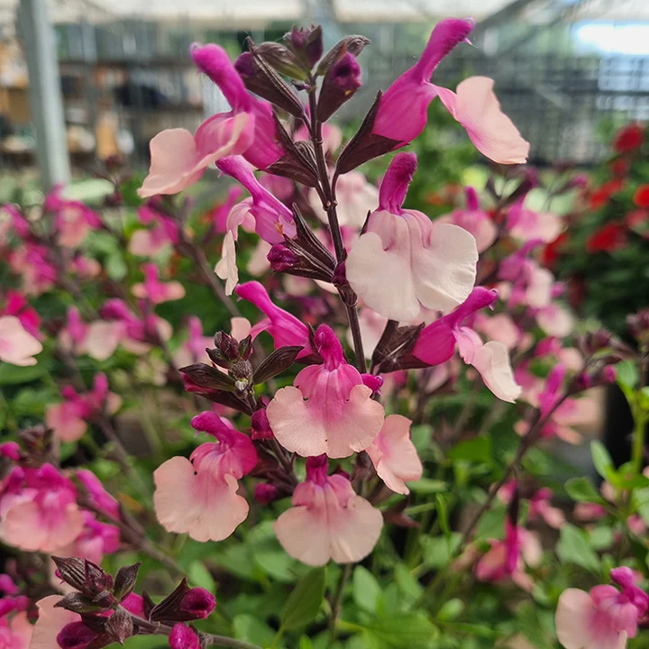 Salvia Plug Plants – How to Grow, Plant and Care for Salvias