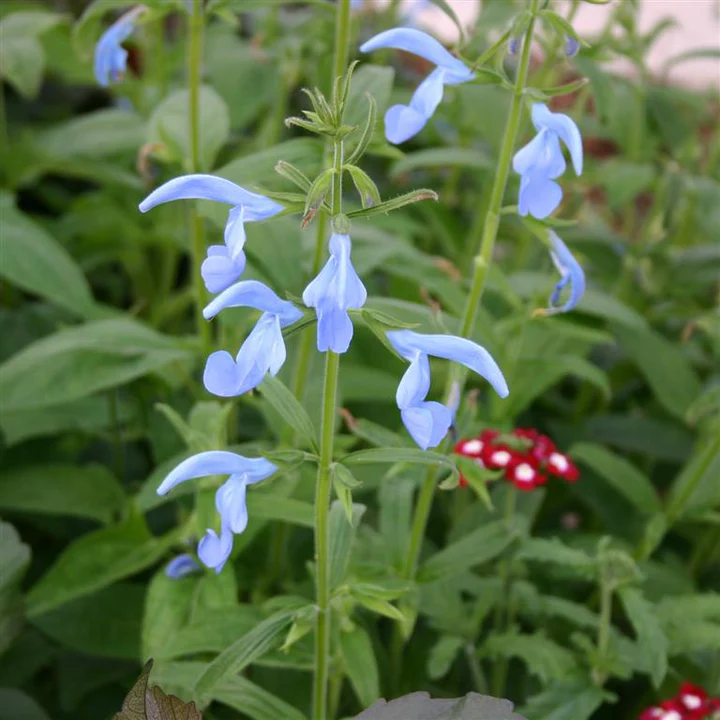 Salvia patens ‘Cambridge Blue’ for UK Gardens