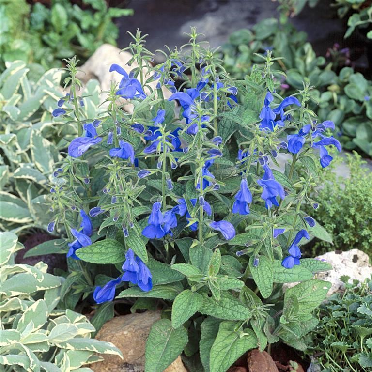 Salvia patens ‘Patio Deep Blue’ for UK Gardens | Striking Blue Salvia for Patios