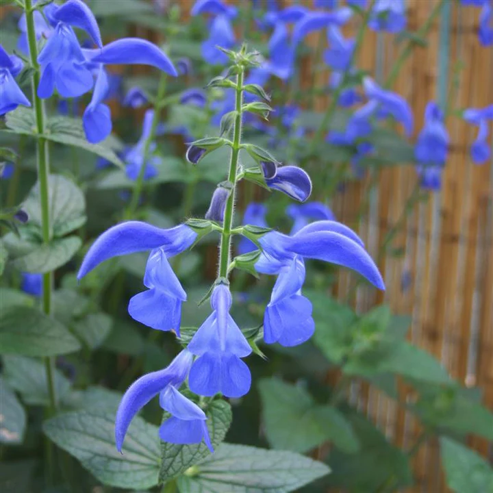 Salvia patens ‘Guanajuato’ for UK Gardens