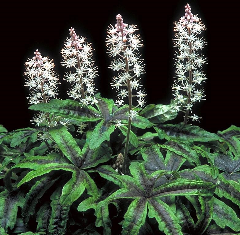 Tiarella ‘Iron Butterfly’ Growing Guide What Makes This Variety Special?