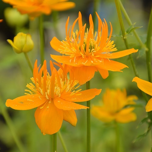 Trollius Plug Plants | Globe Flowers for Damp & Woodland Gardens UK