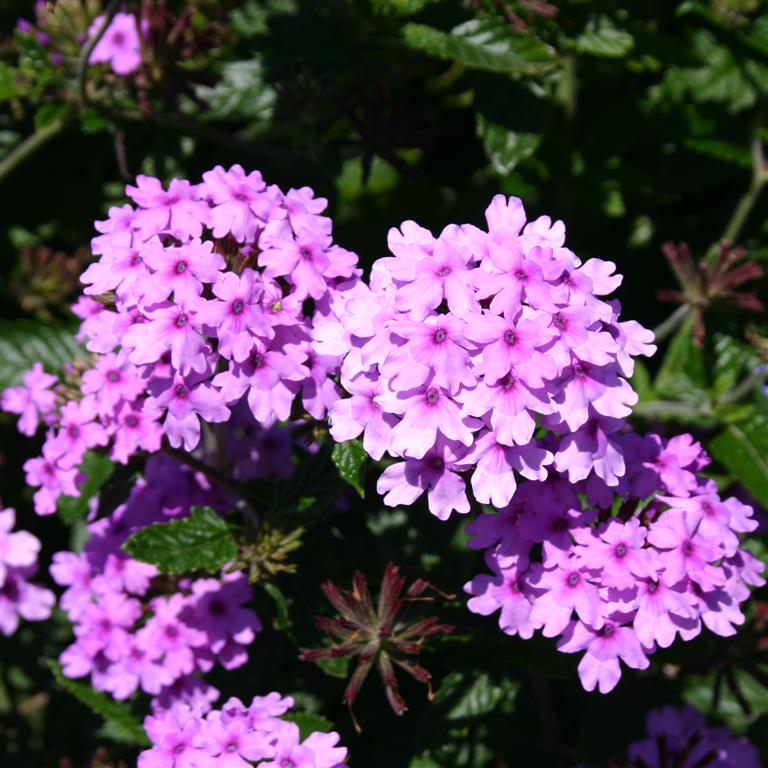 Verbena Plug Plants – A Complete Guide