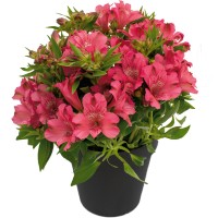 Alstroemeria Plug Plants: Long‑Flowering Perennials for UK Borders, Pots & Cutting Gardens