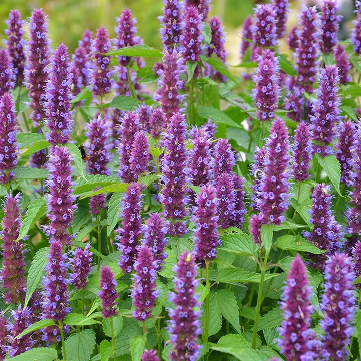 Best Pollinator‑Friendly Plants to Boost Wildlife in Your Garden