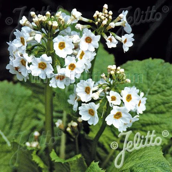 Primula japonica ‘Alba’ – Moisture‑Loving Perennial for Shade Gardens