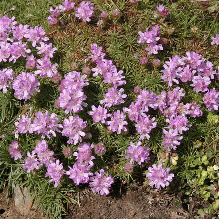 Armeria Plug Plants – Reliable Colour for Rockeries & Coastal Gardens