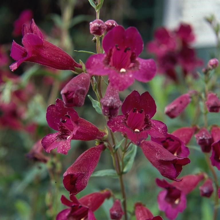 Penstemon ‘Purple Bedder’ – Compact, Long‑Flowering Garden Colour