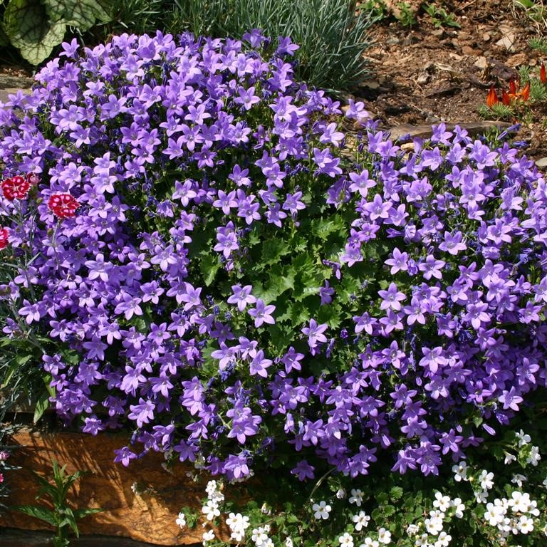 Campanula muralis (Wall Bellflower): The Cascading Mauve Groundcover for UK Walls, Pots & Rockeries