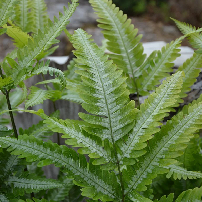 Fern Plug Plants: Easy, Low‑Maintenance Shade Plants for UK Gardens