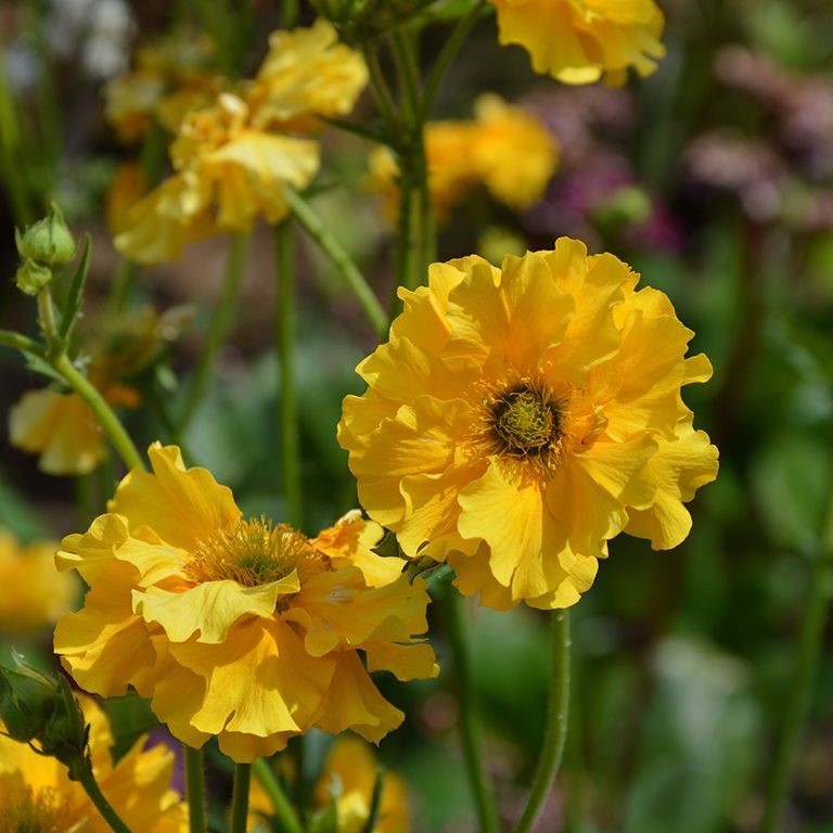 Geum Plug Plants – How to Grow, Care & Where to Use Them
