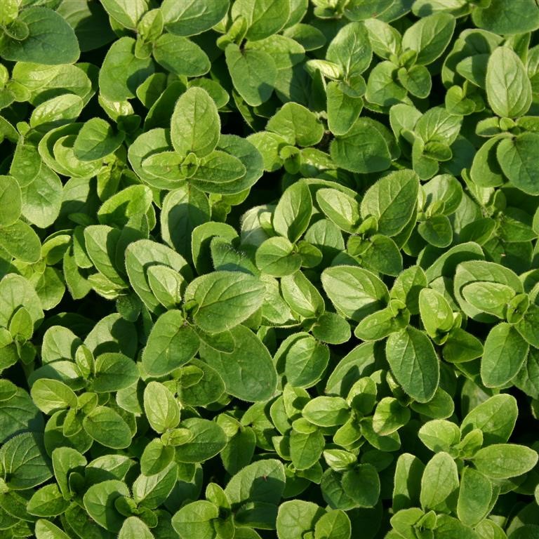 Marjoram Plug Plants – Aromatic Herbs for UK Gardens and Pots