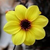 Dahlia Plug Plants: Big Colour, Long Flowering & Incredible Value (2026 Guide)