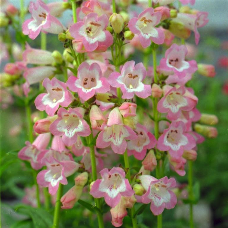 Penstemon ‘Volcano Fujiama’ – How to Grow, Care & Where to Use It