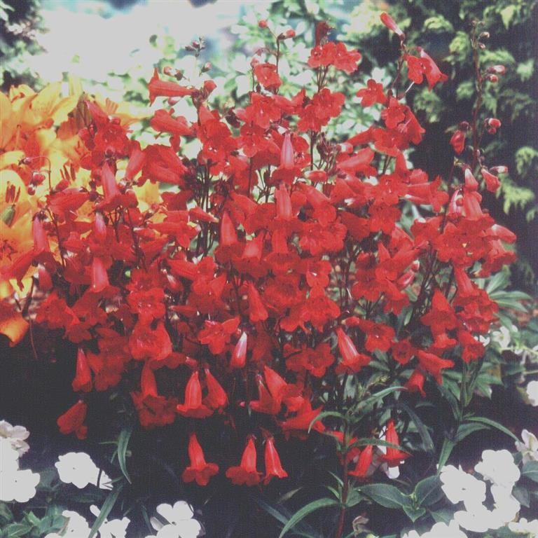Penstemon ‘Firebird’ – Vibrant Hardy Perennial for UK Gardens