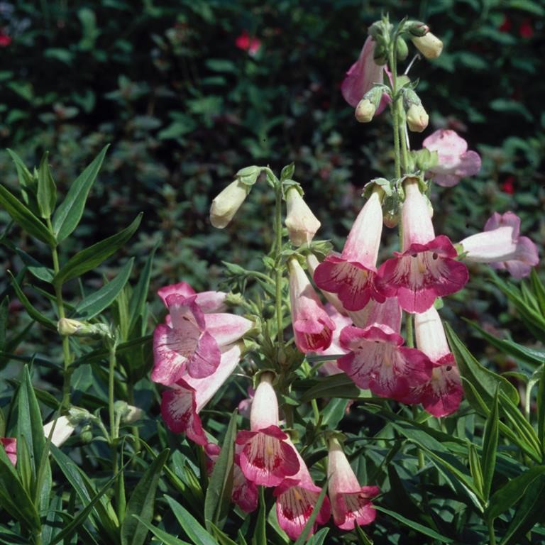 Penstemon ‘Flamingo’ | Hardy Perennial for UK Gardens