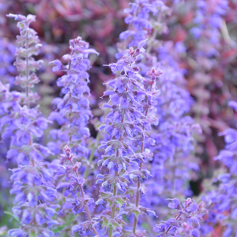 Perennial Plug Plants: Reliable, Cost‑Effective Plants for UK Gardens
