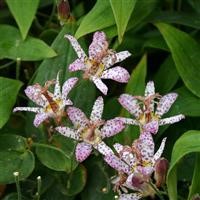 Exotic Plug Plants: Create a Tropical Look in UK Gardens (2026 Guide)