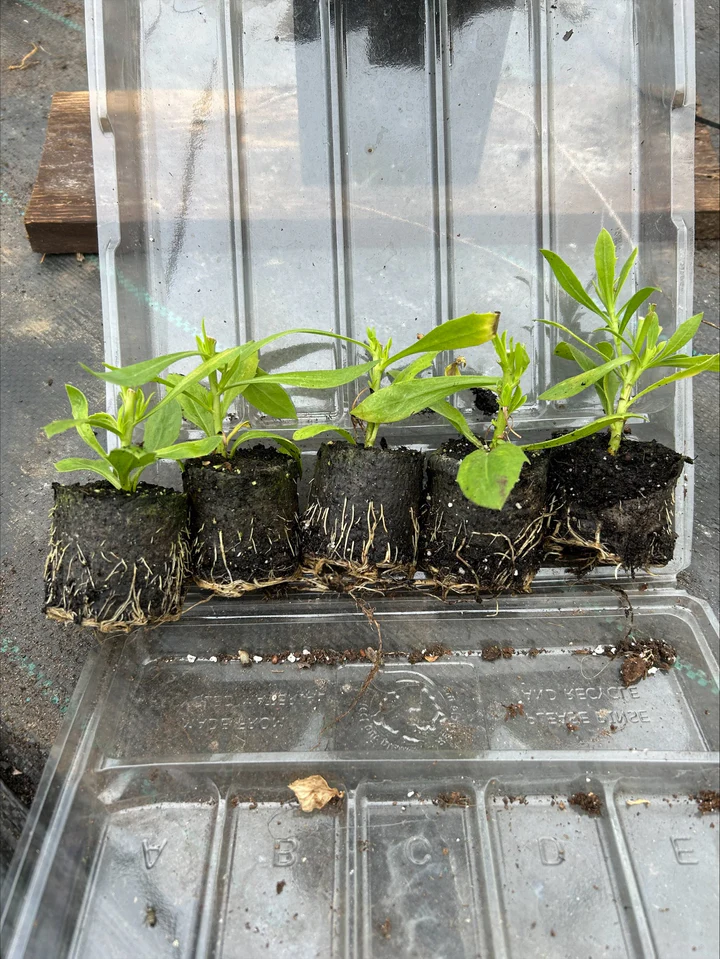 Plug Plants – What They Are, Benefits & How to Grow Them Successfully