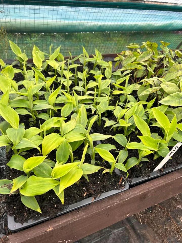 Plug Plants Free Delivery UK – Grow More for Less with Reliable Starter Plants