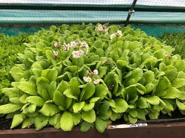 Plug Plants for Sale – Grow Strong, Reliable Garden Plants Faster