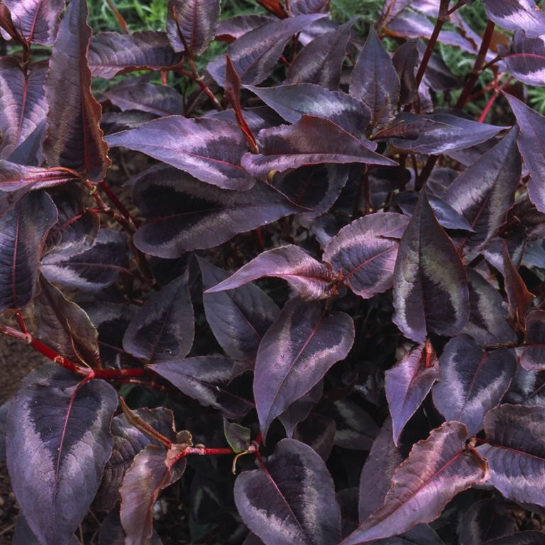 Persicaria ‘Red Dragon’ for UK Gardens | Striking Foliage Perennial
