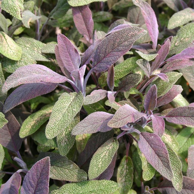 Sage Plug Plants - Grow Hardy Evergreen Herbs Easily