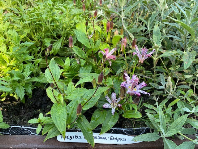 How to Grow Tricyrtis Plug Plants – Care Tips for Stunning Autumn Blooms