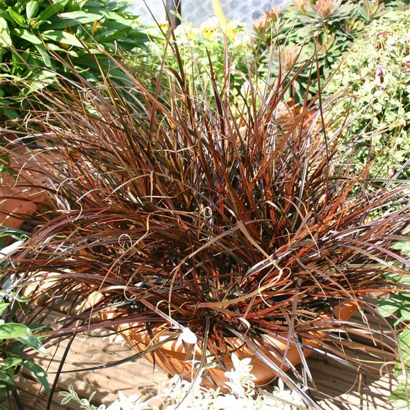 Uncinia Plug Plants – Evergreen Ornamental Grass for UK Gardens