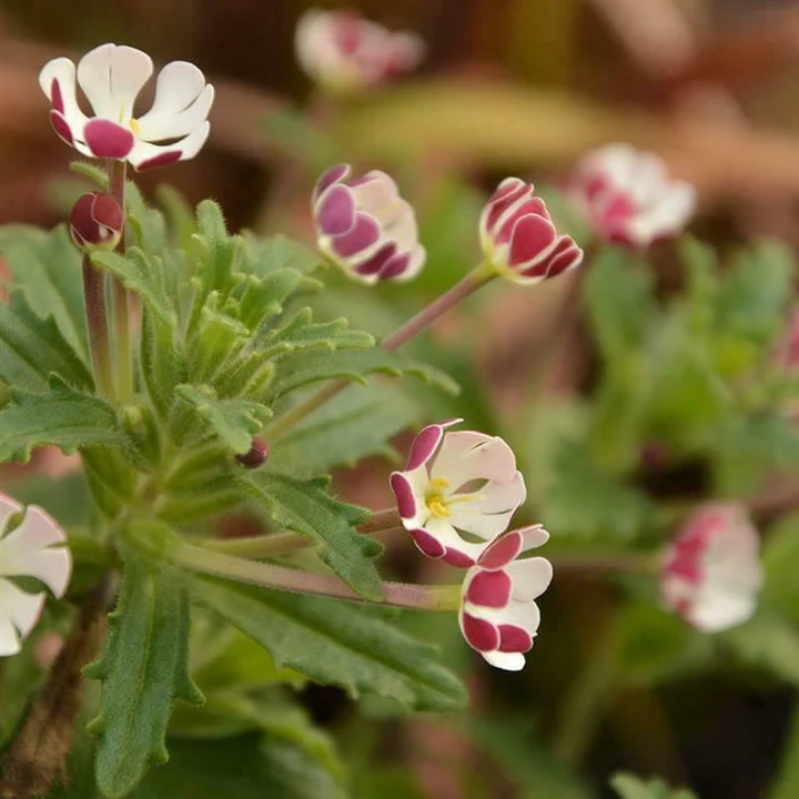 Zaluzianskya Plug Plants (Night Phlox): Scented Evening Summer Colour in the UK Garden