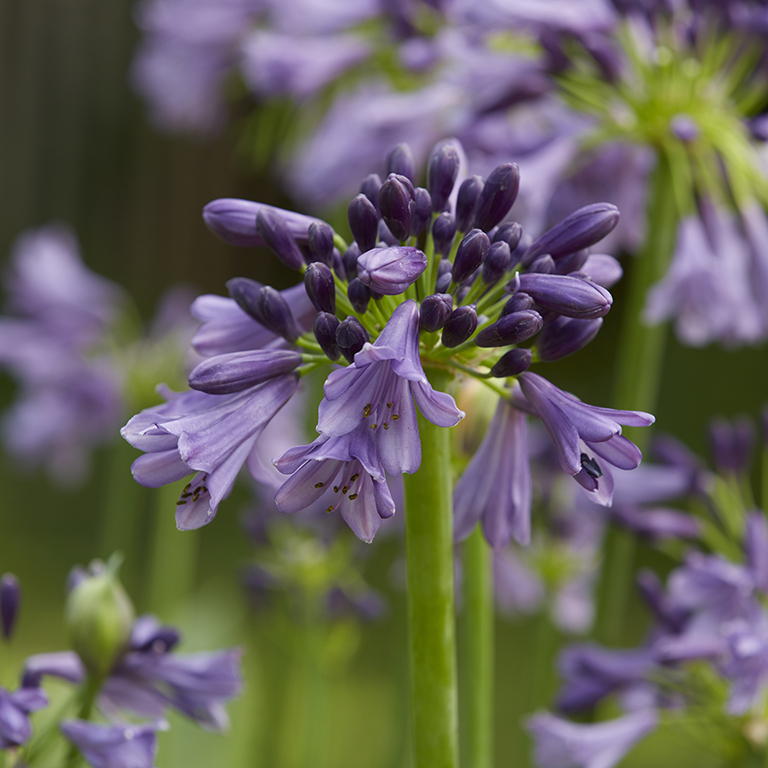Agapanthus Everpanthus ‘Poppin’ Purple’ — A Striking, Long‑Flowering Garden Star