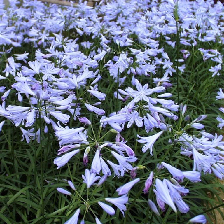 Agapanthus Plug Plants – A Complete Guide