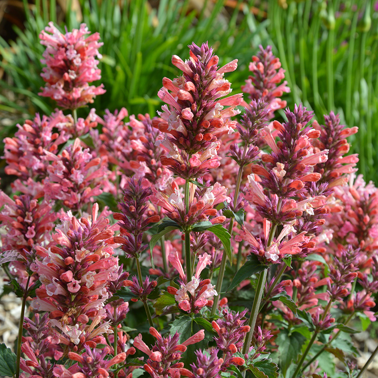 Agastache: A Colourful Favourite for UK Gardens